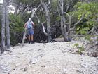 Shingle rampart on the southeastern (windward) edge of the mangrove swamp. Note growth of white mangroves atop the bank. Pictured is Professor John Jell.